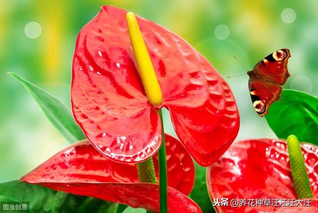 水培红掌养护，做好这两点，不黄叶，红花开不停