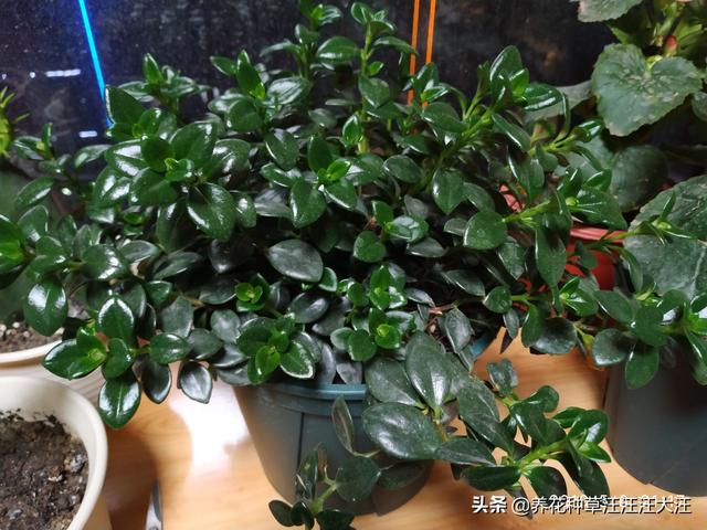金鱼吊兰秋季养护，做好这三点，花芽“蹭蹭冒”，“小鱼”挂满枝