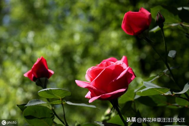 月季秋季裸根换盆，做好四个“不要”，快速服盆，还能再开一波花