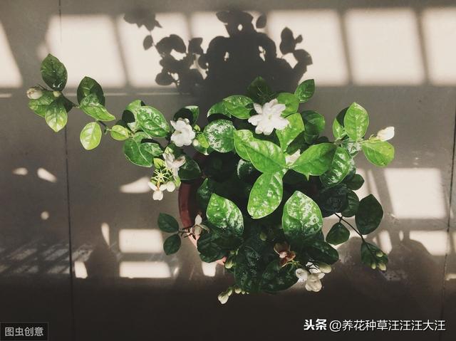 做到五个“长”，让茉莉花株型矮壮紧凑，开花更多更香