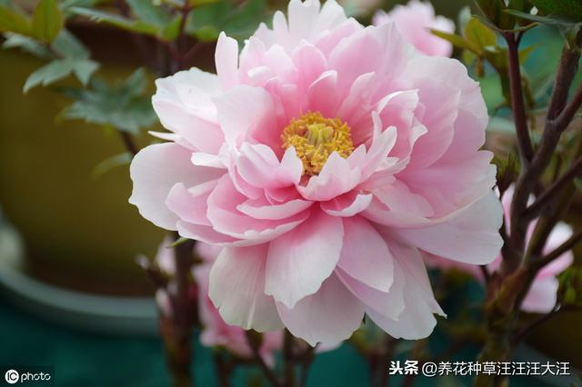 盆栽牡丹花，做好这些“点”，旺“植株”，开花多又艳
