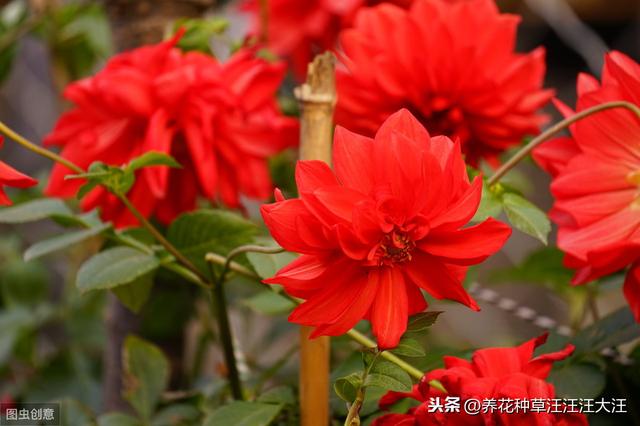 月季秋季裸根换盆，做好四个“不要”，快速服盆，还能再开一波花