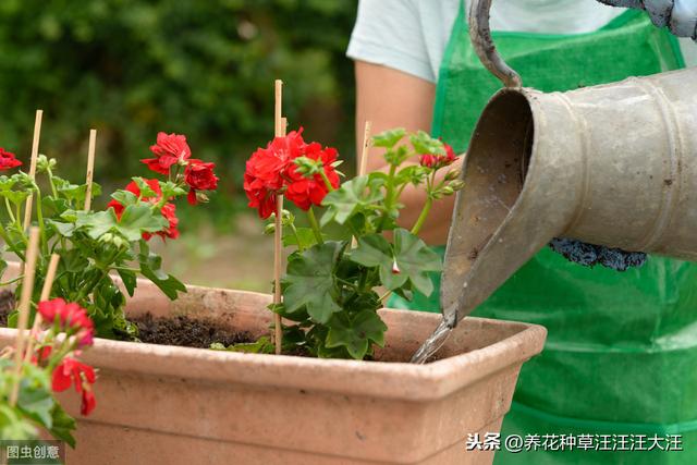 养花过程中，浇水操作，正确掌握这几点，才能养好花