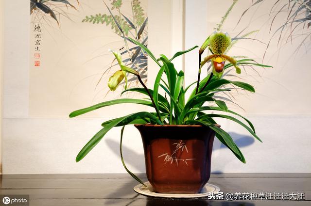 鸡蛋壳在养花过程中，真的有那么好？使用方法错误，无害无利