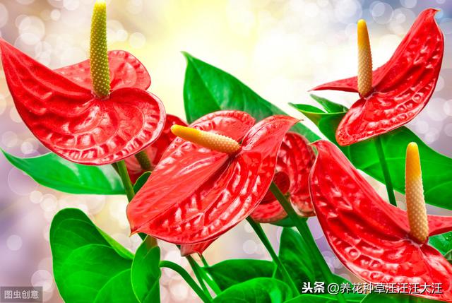 水培红掌养护，做好这两点，不黄叶，红花开不停