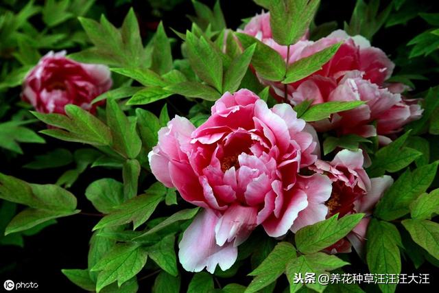 盆栽牡丹花，做好这些“点”，旺“植株”，开花多又艳