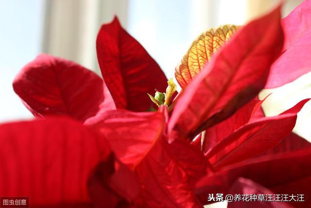 做好这四点，养好一品红，植株旺，花色艳红，花期还长