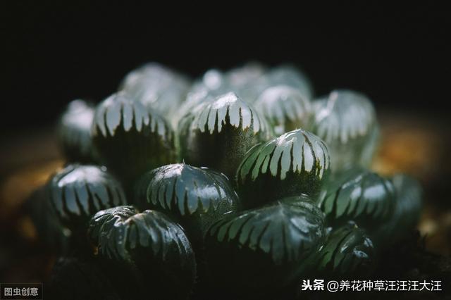 玉露叶子经常喷水，是好还是坏？主要看这三点