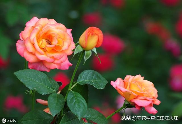 月季冒笋芽后，施肥很重要，注意这几点，笋芽“蹭蹭”长