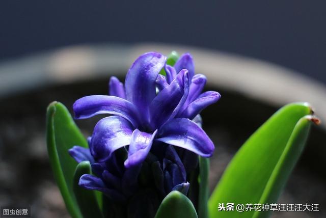 风信子种植，做好四个“阶段”养护，开花艳丽，来年再开花