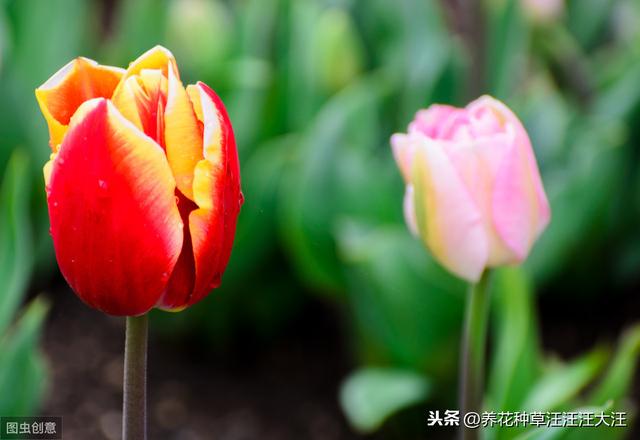 郁金香花花期过后，做好两个“阶段”的养护，年年都能有花看