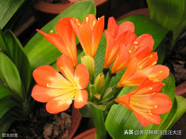 君子兰养护过程中，做好这个“避免”，有效防止君子兰叶心腐烂