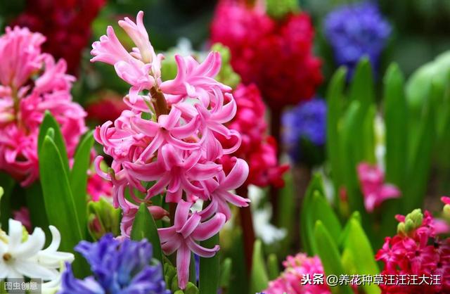 风信子种植，做好四个“阶段”养护，开花艳丽，来年再开花