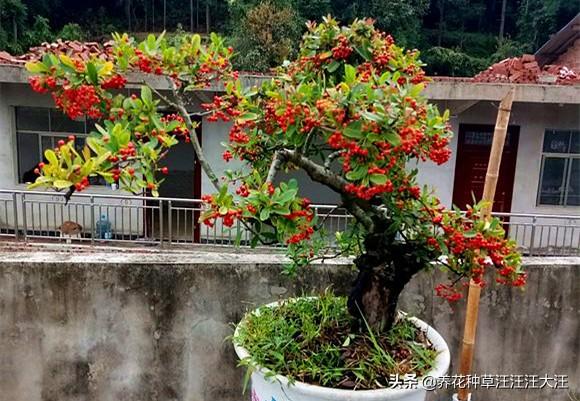火棘盆景“失枝”，两个方法补救，造型随心所欲