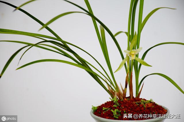兰花养护多年，就是不开花，做好这三点，叶子油绿，花朵娇嫩清香