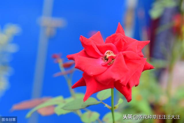 室内能种植好月季花吗？做好这四点，效果才会好，植株旺，开花多