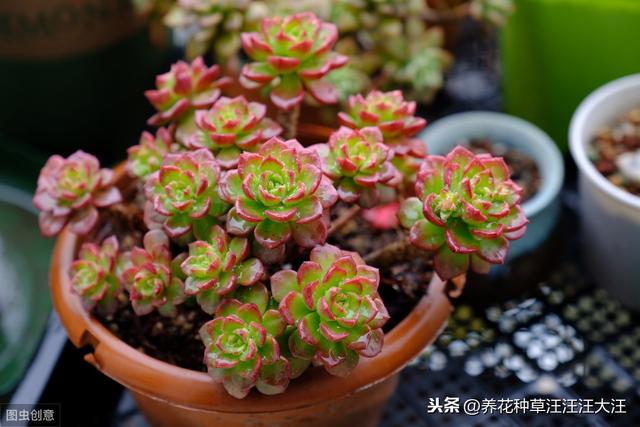 多肉植物冬季也晒伤，原因只有这一点，做好了，植株更健康