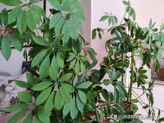 八方来财叶子没光泽，经常干枯脱落，做对这三点，叶子油亮不干枯