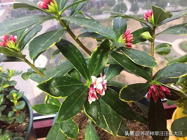 金边瑞香花僵苗不生长，这样处理，促进生长，植株旺，花儿香
