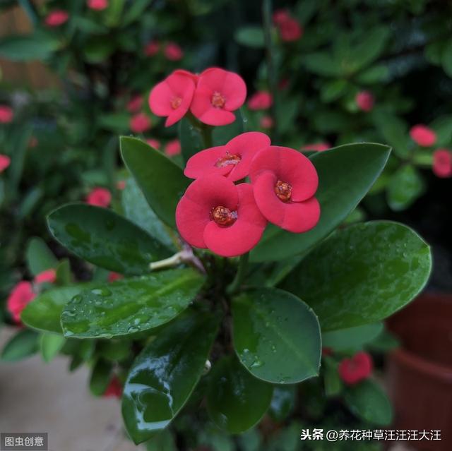 虎刺梅秋季养护，做好这五点，花开不停，还能一盆变多盆