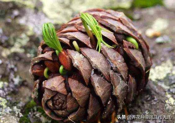 秋天捡来两种野果子，“扔”进花盆里，快速长成小盆景