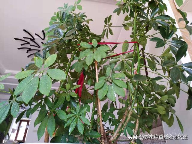 八方来财叶子没光泽，经常干枯脱落，做对这三点，叶子油亮不干枯