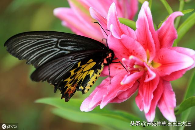 秋季种植百合花，注意这些“小细节”，植株壮，花儿香