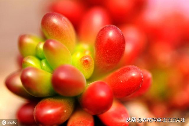 多肉植物冬季也晒伤，原因只有这一点，做好了，植株更健康