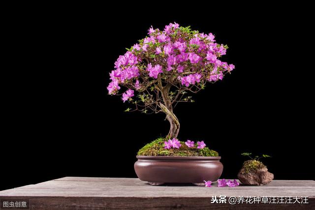 给杜鹃花换盆，做到五个“不要”，才能保证其顺利成活