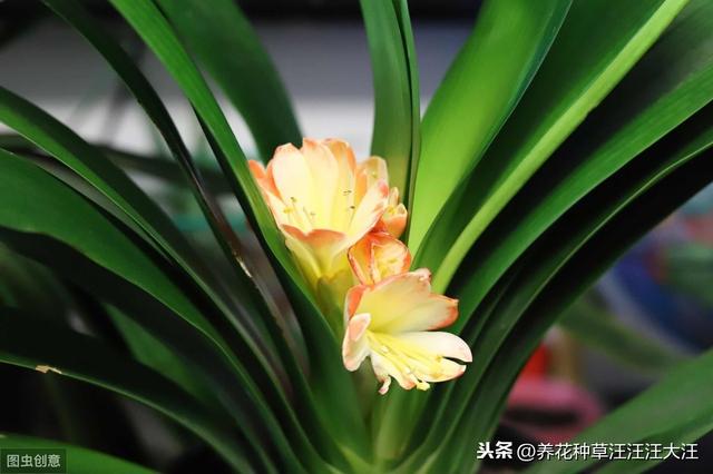君子兰“夹箭”后，四招处理方法，花箭“蹭蹭”冒出来