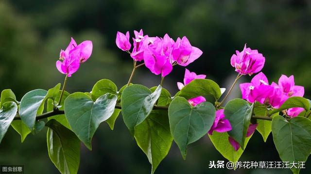 三角梅孕蕾成功后，这样施肥，开花质量更高，花朵更大，花色更艳