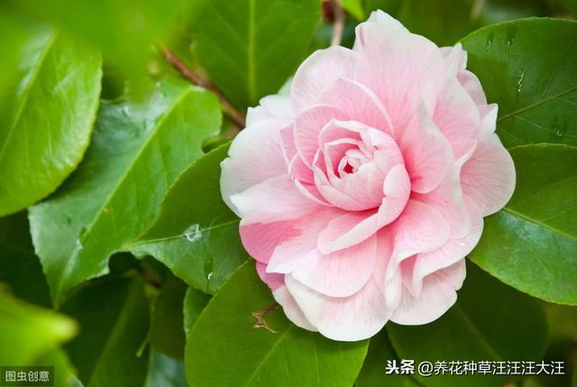 花卉植物栽种时，正确使用底肥，效果好，花儿长得旺