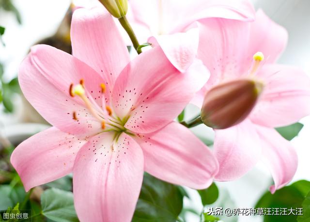 秋季种植百合花，注意这些“小细节”，植株壮，花儿香