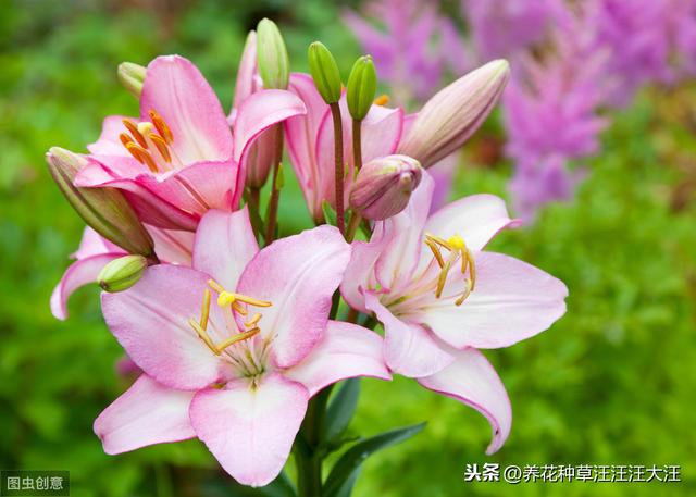 秋季种植百合花，注意这些“小细节”，植株壮，花儿香