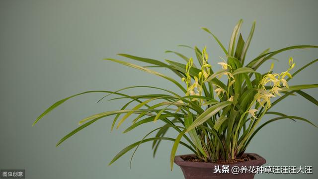 兰花养护多年，就是不开花，做好这三点，叶子油绿，花朵娇嫩清香