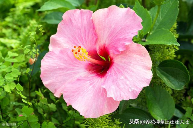 扶桑花裸根上盆，做对这六点，服盆快，后期旺