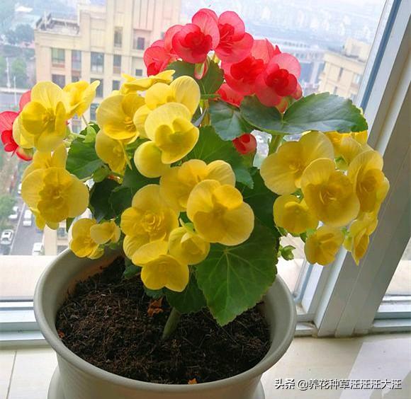 丽格海棠花色越开越淡，越开越小，做好这两点，花大色又艳