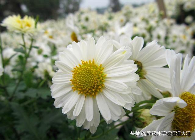 这种花既好看又好养，除了可以做“饮料”，还是天然的“染发剂”