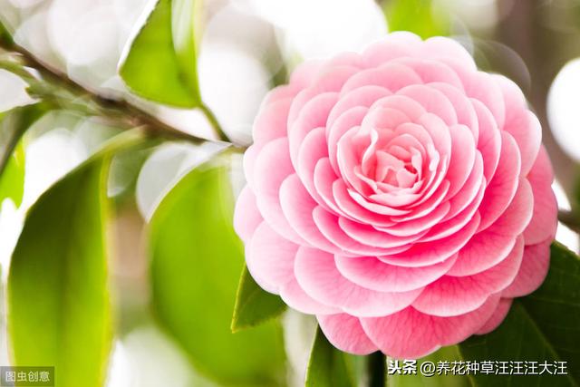 茶花秋季换盆换土需谨慎，注意这几点，服盆快，对植株生长影响小