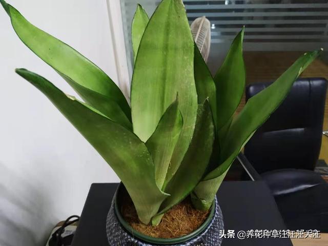 养花种草过程中使用有机肥，注意这几点，株旺、叶绿、花更香