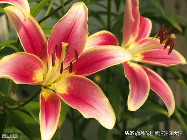 秋季种植百合花，注意这些“小细节”，植株壮，花儿香