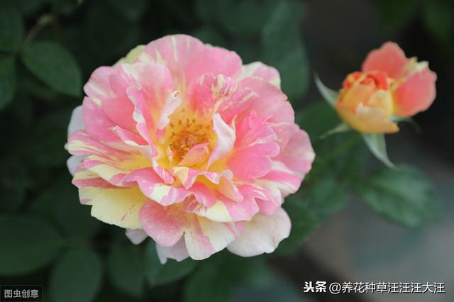 花卉植物栽种时，正确使用底肥，效果好，花儿长得旺