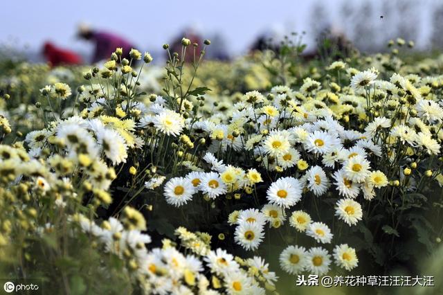 这种花既好看又好养，除了可以做“饮料”，还是天然的“染发剂”
