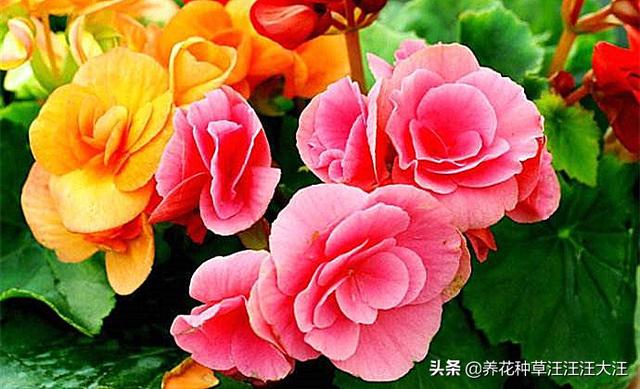 丽格海棠花色越开越淡，越开越小，做好这两点，花大色又艳