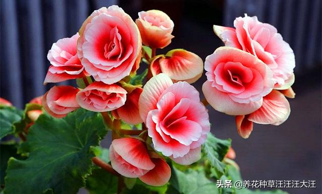 丽格海棠花色越开越淡，越开越小，做好这两点，花大色又艳