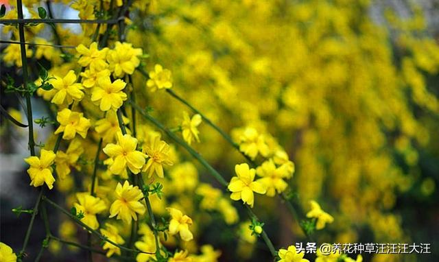 迎春花盆栽，秋季做好这五点，春季“满树尽带黄金甲”