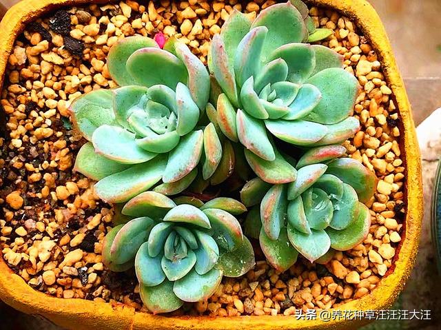 养花种草过程中使用有机肥，注意这几点，株旺、叶绿、花更香