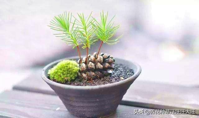 秋天捡来两种野果子，“扔”进花盆里，快速长成小盆景