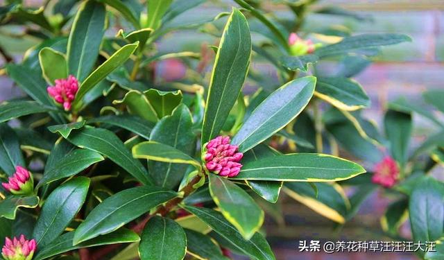 金边瑞香花僵苗不生长，这样处理，促进生长，植株旺，花儿香