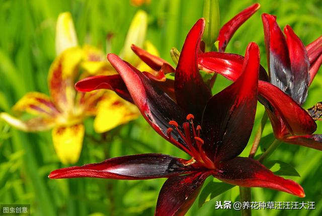 秋季种植百合花，注意这些“小细节”，植株壮，花儿香